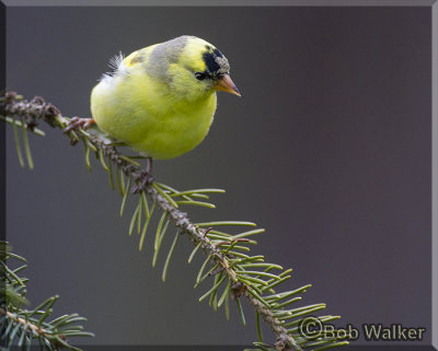  American Goldfinch On A Perch