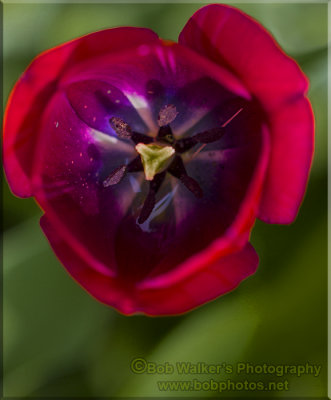 Red Tulip One Sign Of Spring 