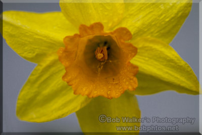 Trumpet Daffodil 