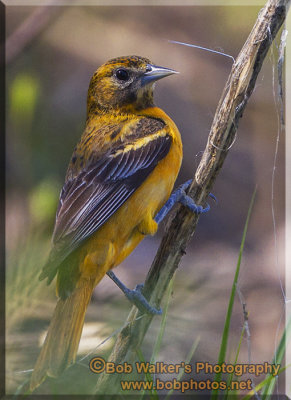 A Female Baltimore Oriole 