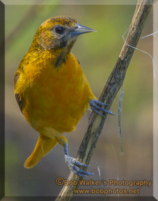 A Female Baltimore Oriole Collecting Nesting Material 