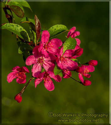 Crabapple Blossoms In Spring With All Their Splendor