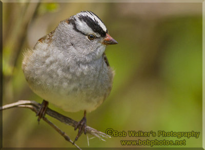 White-crowned Sparrow  Making It's Way North