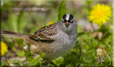 White-crowned Sparrow  In The Grass