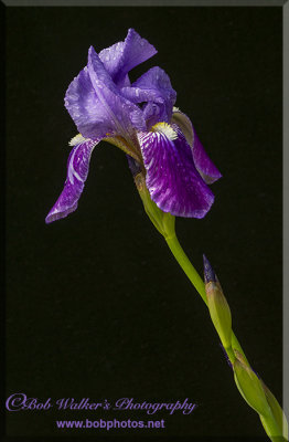 Beautiful Irises 