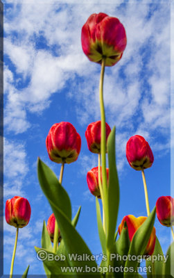 Spring Time Flowers Grace Our Gardens Once Again