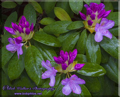 Rhododendrons In A Cluster