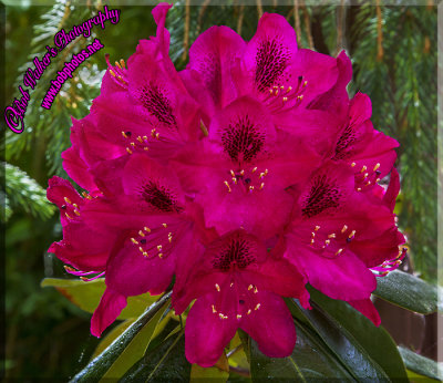 Rhododendron Splender