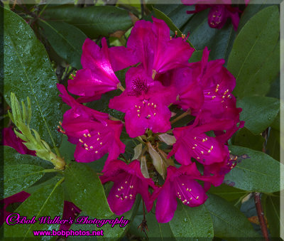 Rhododendron Beauty