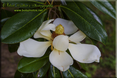 Magnolia Tree Blossom