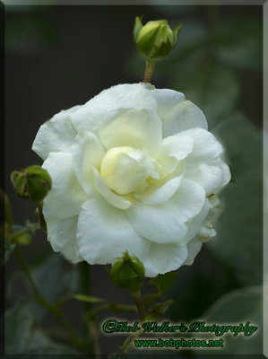Our Backyard White Rose 