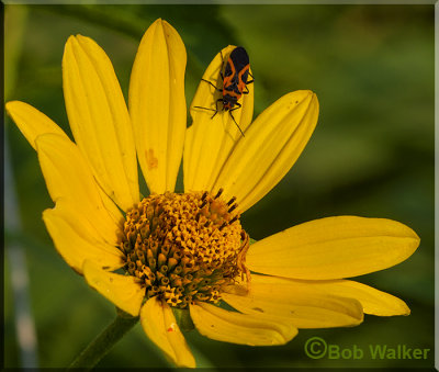 Unidentified Insect On Daisy