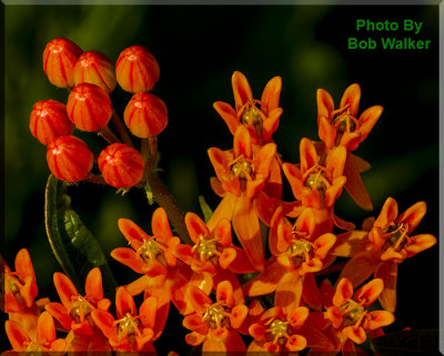 Butterfly Weed 