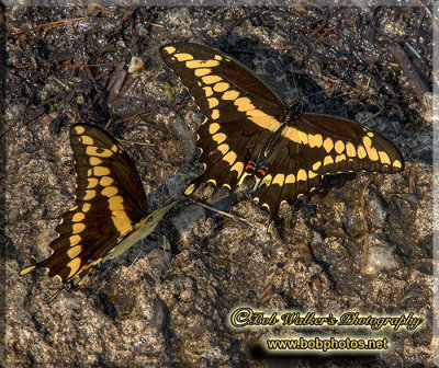 Giant Swallowtails Two