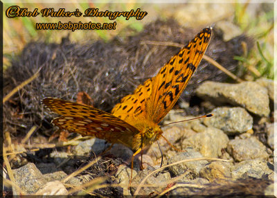 A Lesser Fritillaries Butterfly