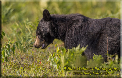 The Black Bear Looks In The Field On It's Quest Of Blue Berries 