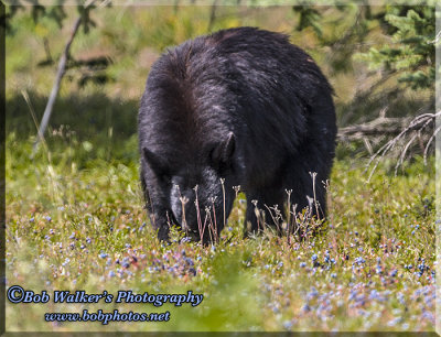 The Black Bear, Yummy, Yummy I Found Them