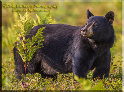 The Black Bear Looks For Food 