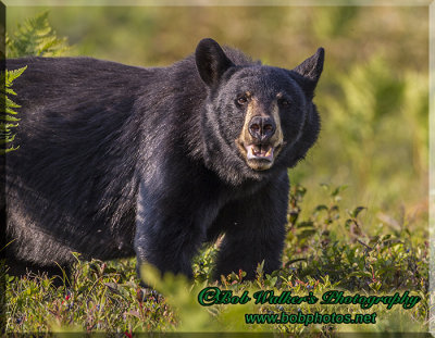 The Black Bear Of Northern Canada