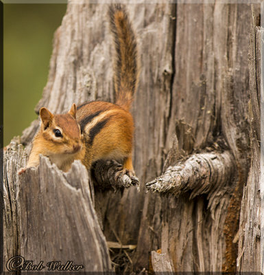 Chipmunks Can Be Found All Over Our Forest Land