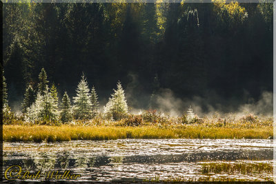 Early Morning Mist Along The Costello Creek