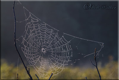 The Web Of Life 
