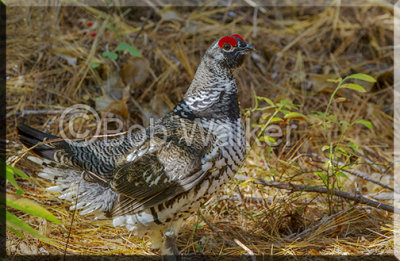 Male Spruce Grouse On The Forest Floor 