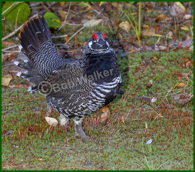 Male Spruce Grouse Displaying On Ground 