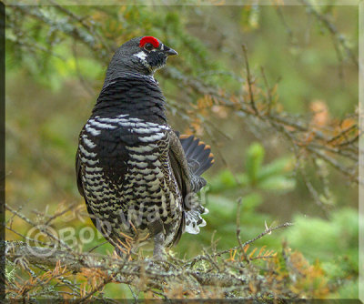 Male Spruce Grouse Perched Over The Females