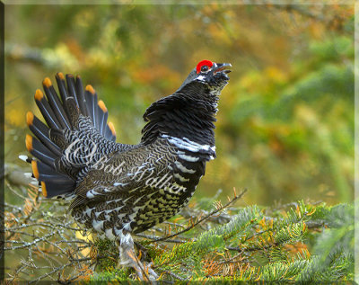 Male Spruce Grouse Displaying During Mating Season
