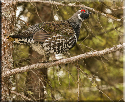 A Male Spruce Grouse Perched In Tree