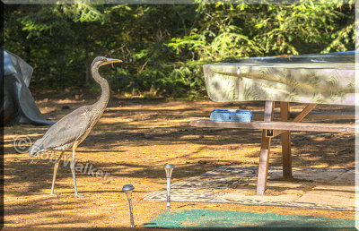 Campsites Have Many Offerings And One Unusual One The Blue Heron Is Looking For