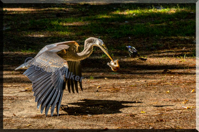 Who Would Ever Think This Majestic Bird Would Ever Eat A Chipmunk?