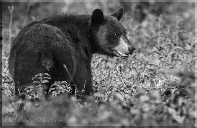 The Black Bear Looking Back As If To Say Enough