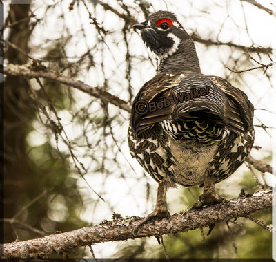 The Male Spruce Grouse Tentatively Listens  