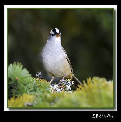 The White Crowned Sparrow Looking A Little Inquisitive 