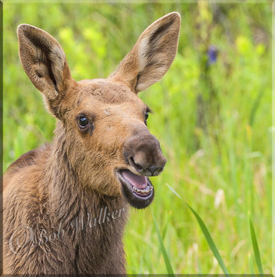 The Golden Moose Calf Calls Out For It's Mother