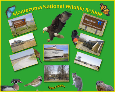 The National Montezuma Wildlife Refuge & Wetland Complex
