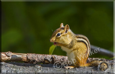 Chippy Just Hanging Out