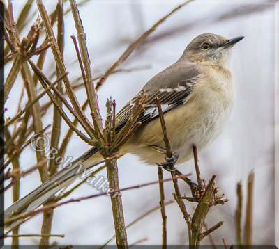 The Northern Mocking Bird Just Paying Attention