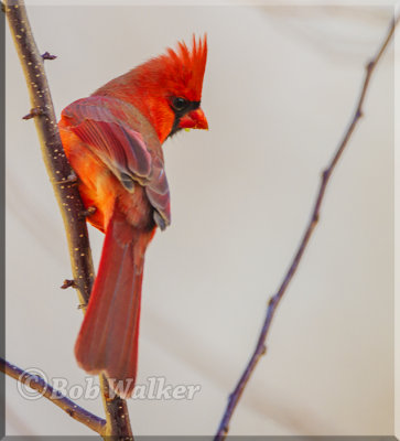 A Male Cardinal On A Snowless Day
