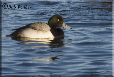 Male Scaup 