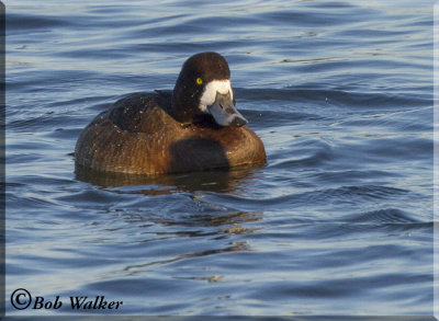 Female Scaup Looking Head On