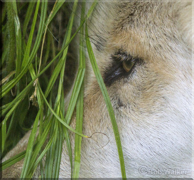 Alfa Male Wolf Resting In Tall Grass 
