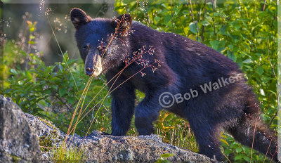Black Bear Cub On A Rock Outcrop 