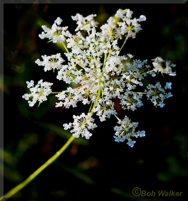 Queen Anne's Lace 