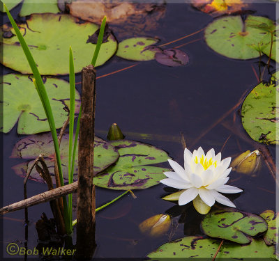 Water Lilly  