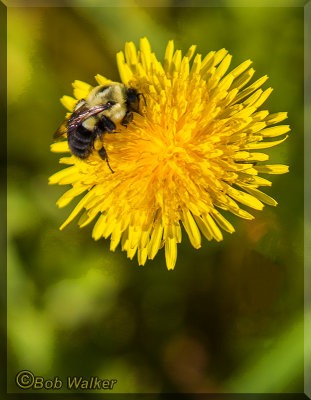 A Honey Bee On A Dandelion 
