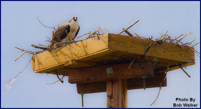 Osprey Greeting You At The Entrance Or Say Goodbye Right Near Registration Building