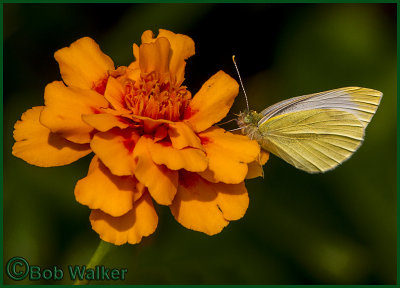 A Sulphur Butterfly Lands On A Flower Outside The Visitor Center